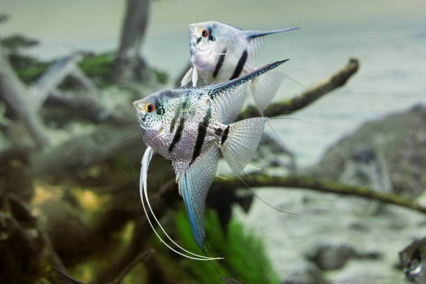 Zebra fish, Pterophyllum scalare close up on aquarium background. Zebra Angelfish Pterophyllum scalare close up on aquarium background. zebra cichlid stock pictures, royalty-free photos & images