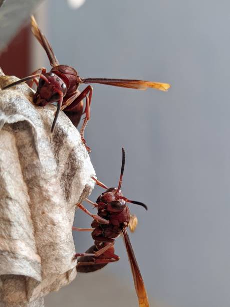 istock Insect close-up detail 1322699092