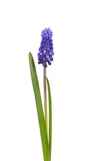 Photo of Muscari flower isolated on white background. Grape Hyacinth. Beautiful spring flowers.