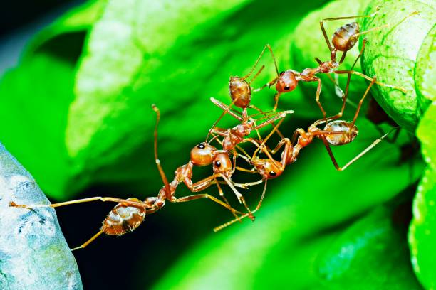 istock Ant bridge - help friends crossing to other side. 1322700511