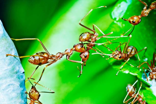 istock Ant bridge - help friends crossing to other side. 1322701666