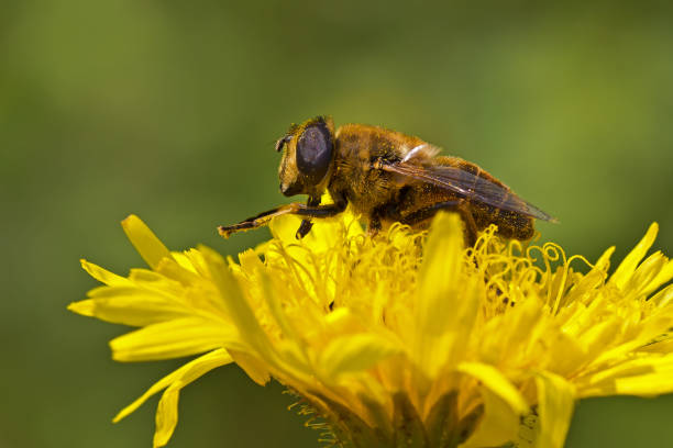 istock A bee in pollen collects nectar from a flower 1322703170