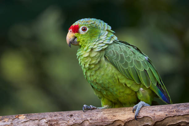 istock Amazona autumnalis | Red-lored Amazon. Cute green and red parrot perching on a tree 1322704152