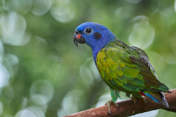 pionus menstruus - papagaio de cabeça azul. belo papagaio azul e verde em um galho de uma árvore - fuzzy headed - fotografias e filmes do acervo