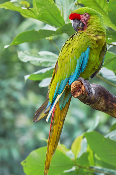 istock Military macaw - Ara militaris. colorful macaw perched on a tree trunk 1322704265