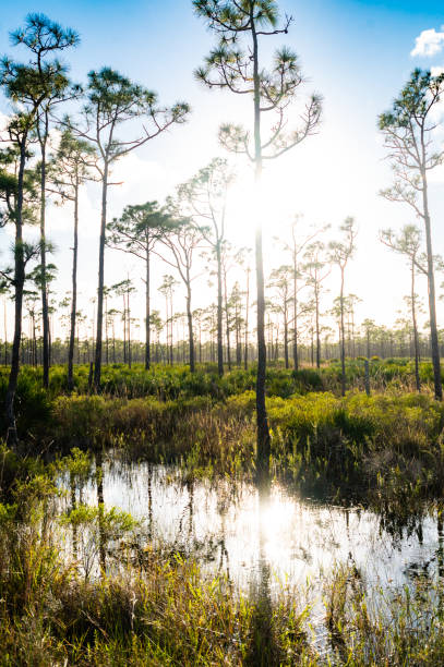 istock Scenic south Florida natural rural landscape 1322704335