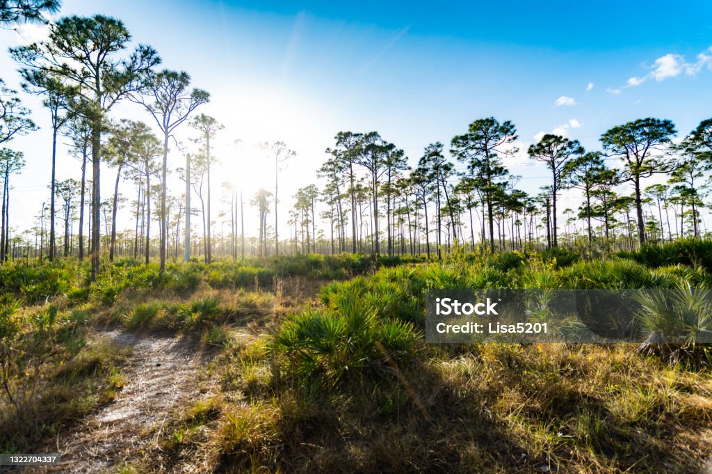 Scenic south Florida natural rural landscape hiking path South Florida pines and wetlands in palm beach county Florida - US State Stock Photo
