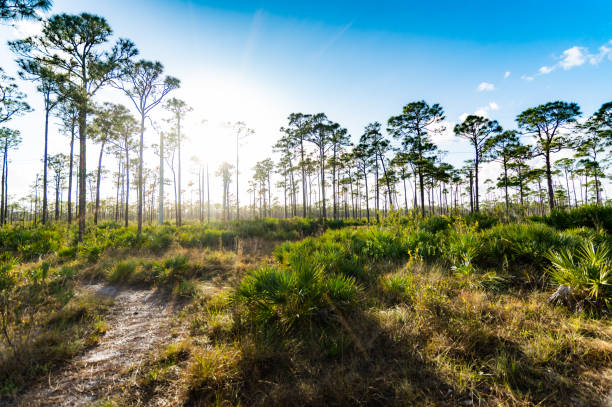 Scenic south Florida natural rural landscape hiking path South Florida pines and wetlands in palm beach county everglades national park photos stock pictures, royalty-free photos & images