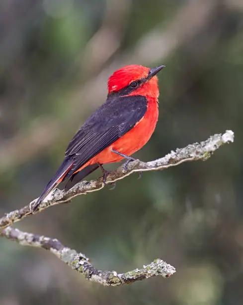 Red and black bird perched on a branch