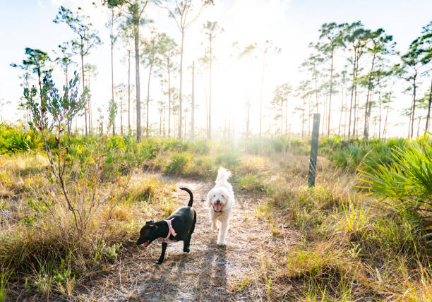 Forest area with very happy pet dogs