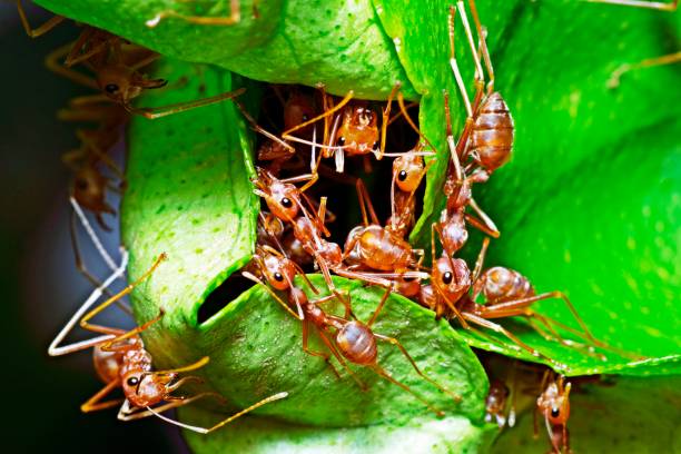 istock Ants help biting green leaf to build nest. 1322704479