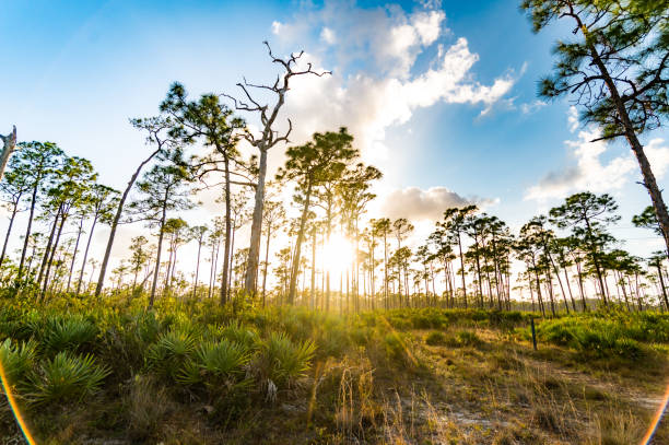 istock Scenic south Florida natural rural landscape 1322704575