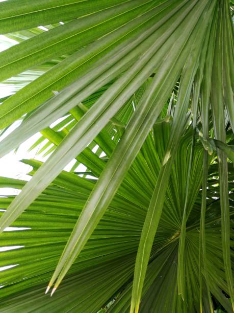 istock Top view of palm leaf 1322704577