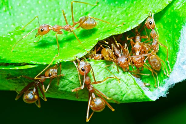 istock Ants help biting green leaf to build nest. 1322704631