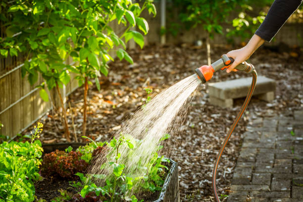 Watering salad in raised bed in garden. Gardening in spring time Watering salad in raised bed in garden. Gardening in spring time. water hose stock pictures, royalty-free photos & images