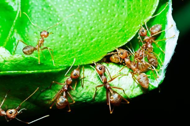 istock Ants help biting green leaf to build nest. 1322704711