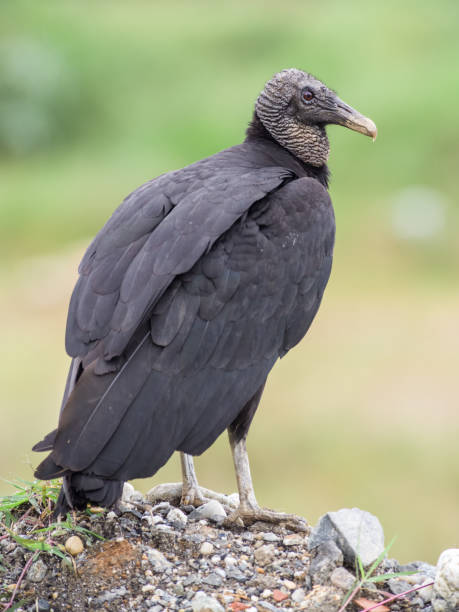 istock Coragyps atratus - Black Vulture. Bird resting on a stone 1322704731