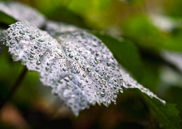 Green leaf with rain drops on dark nature background