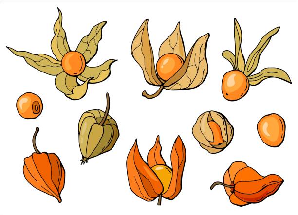 illustrations, cliparts, dessins animés et icônes de ensemble dessiné à la main de physalis. fond blanc, isoler. illustration vectorielle. - white background food nature macro