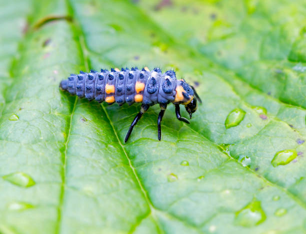 The larva of the seven-point Ladybug beetle.