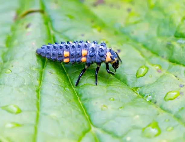 The larva is bluish-gray in color with yellow or orange spots. It grows up to 4-8 mm in length, depending on the abundance of prey — aphids. During the day, the ladybug larva eats up to 60 adult aphids, the most common and well-known type of ladybug.