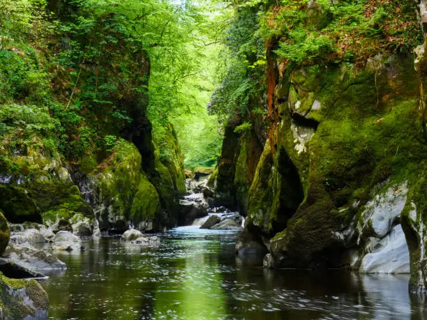 Stunning beauty spot Fairy Glen in Snowdonia National Park, Wales. River Conwy cascading in narrow gorge full of green moss covered boulders  and pink flowers above waterfall on right side cliff.