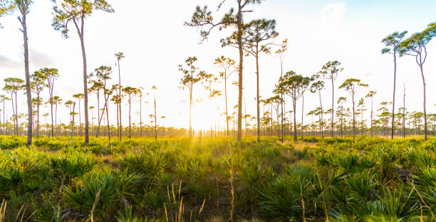 istock Sunset among Florida pines in protected wetlands 1322707317