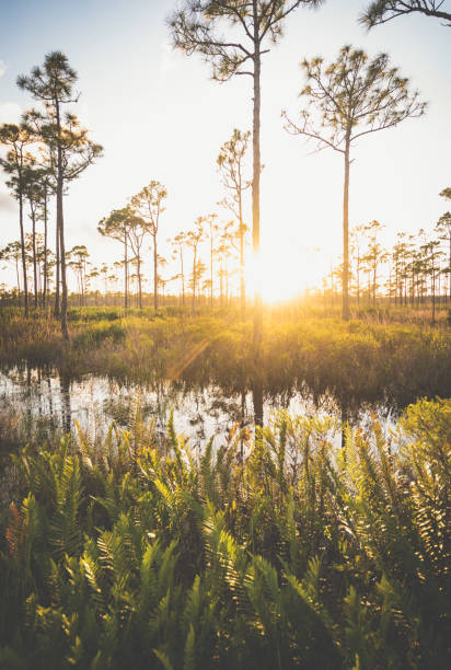istock Sunset among Florida pines in protected wetlands 1322707395