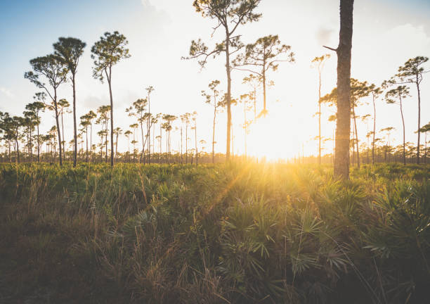 istock Sunset among Florida pines in protected wetlands 1322707503