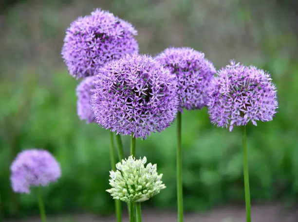 decorative garlic in the garden