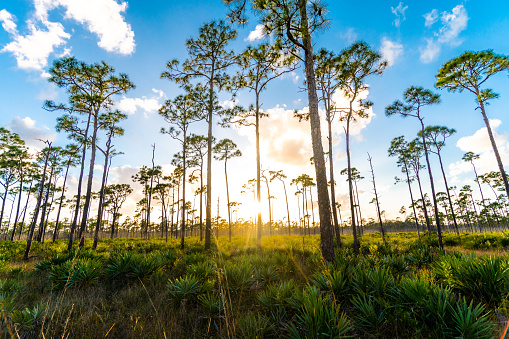 Scenic Florida wetlands in palm beach county