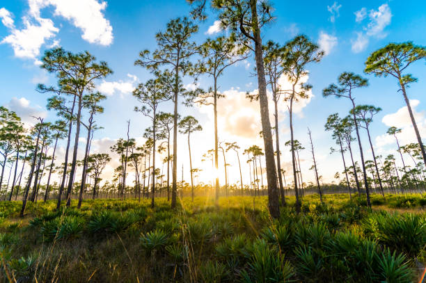 Beauty in nature, Florida pines Scenic Florida wetlands in palm beach county nature reserve stock pictures, royalty-free photos & images