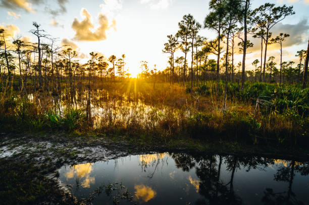 istock Wetlands in palm beach county florida 1322710031
