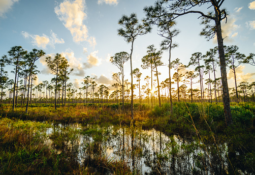 Scenic Florida wetlands in palm beach county