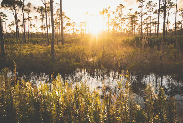 istock Scenic nature in Florida protected wetlands 1322710351