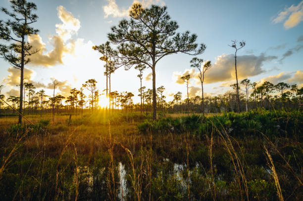 istock Scenic nature wilderness palm beach county Florida 1322710352