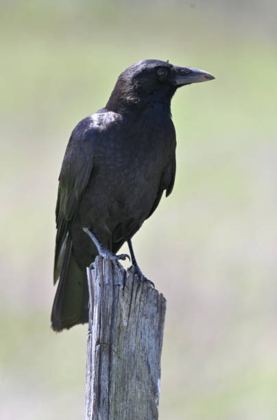 istock Crow on Fencepost 1322711958