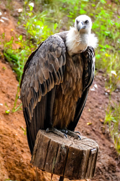 istock View of a griffon vulture 1322713082