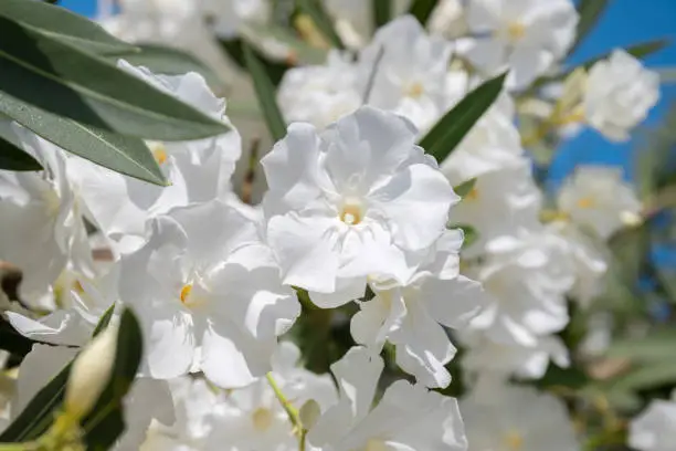 White oleander flowers (Oleander Nerium) close up. Tree with lush bunches of flowers. Selective focus.