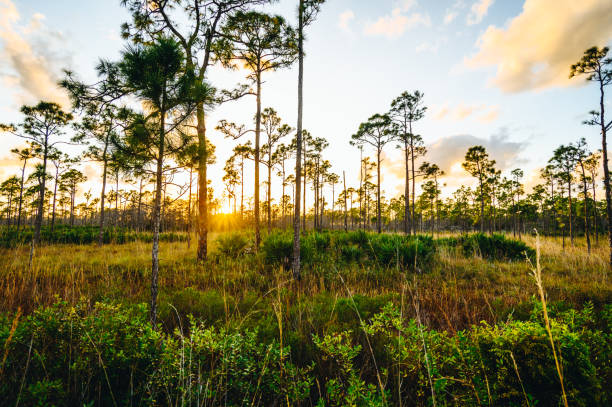 istock Scenic nature in Florida protected wetlands 1322714794