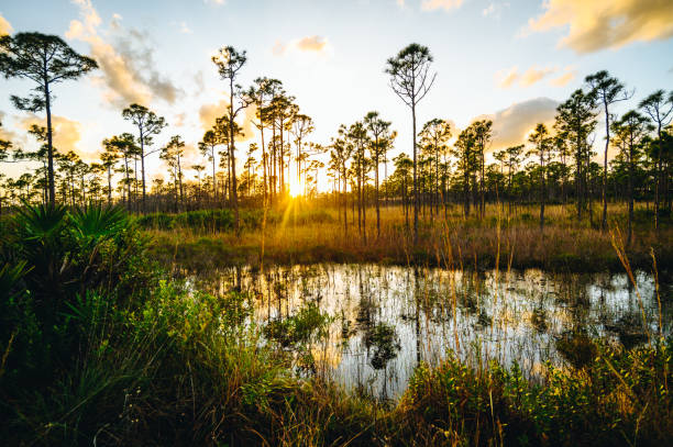 istock Scenic Florida nature wetlands, raw environment 1322714828