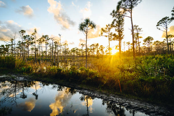 istock Scenic Florida nature wetlands 1322714859