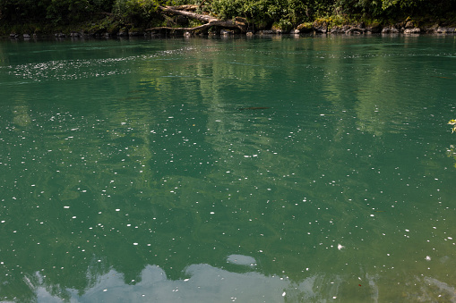 Stones in a cold natural lake with green water and trees - underwater waves