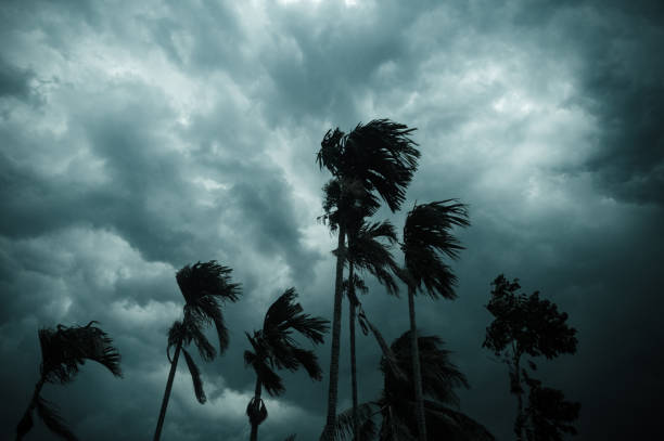 thick dark black heavy storm clouds covered summer sunset sky horizon. gale speed wind blowing over blurry coconut palm tree before norwesters kalbaishakhi bordoisila thunderstorm torrential rain. - monsoon imagens e fotografias de stock