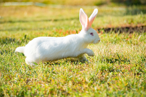 white rabbit run on a meadow