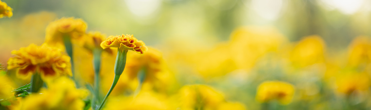 Yellow forsythia and daffodils