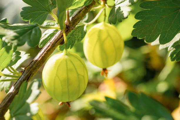 グースベリーブッシュグリーンベリー - gooseberry fruit bush green ストックフォトと画像