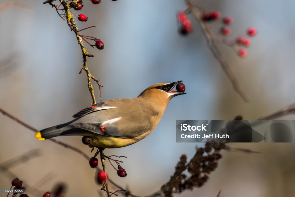 Cedar Waxwing Bird Forages For Berries on a Sunny Mid-Winter Day Berry Stock Photo