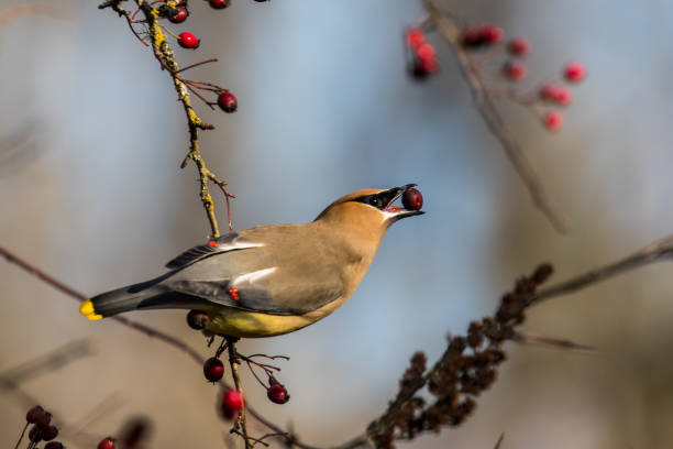 Cedar Waxwing Bird Forages For Berries on a Sunny Mid-Winter Day Cedar Waxwing Bird Forages For Berries on a Sunny Mid-Winter Day cedar waxwing stock pictures, royalty-free photos & images