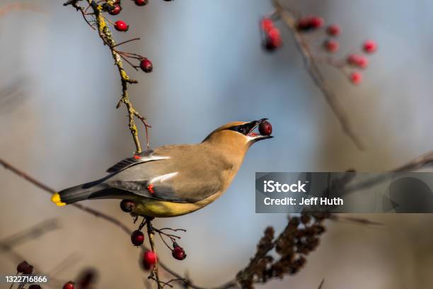 Cedar Waxwing Bird Forages For Berries On A Sunny Midwinter Day Stock Photo - Download Image Now